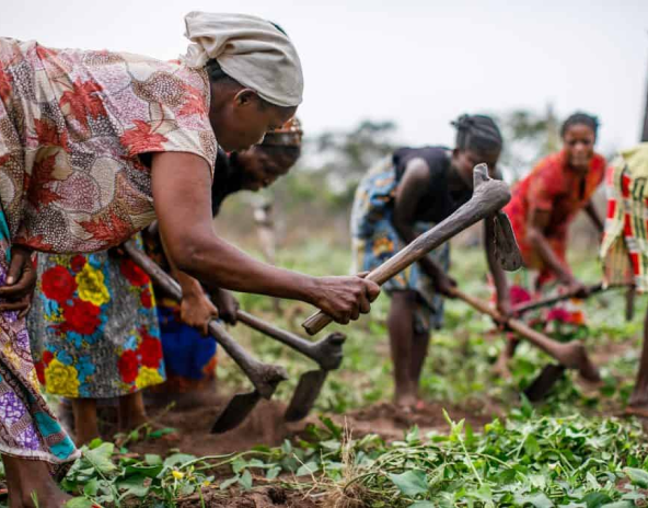 Farmers working in the field